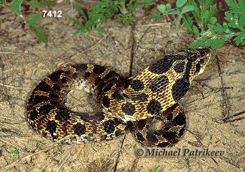 Eastern Hognose Snake (Heterodon platirhinos)